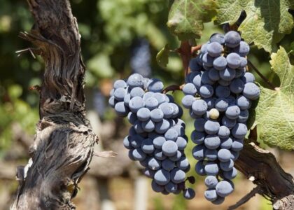 Grappoli d'uva, simbolo della vendemmia, attività adatta al turismo esperenziale.