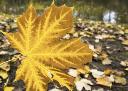 Immagine di Foliage autunnale