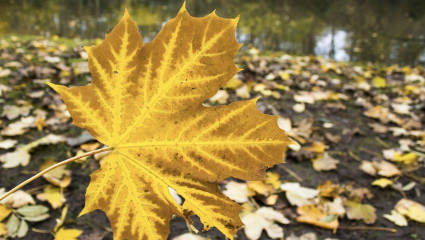 Immagine di Foliage autunnale